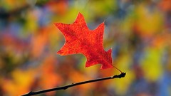 Leaves nature orange oak leaf