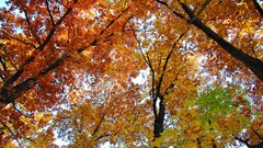 Leaves nature photograph