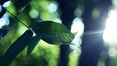 Leaves nature Plants