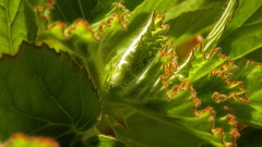 Leaves nature Plants