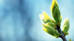 Leaves nature Plants