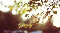 Leaves nature Plants