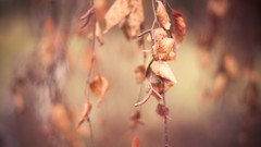 Leaves nature Plants