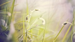 Leaves nature Plants