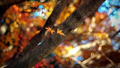 Leaves nature Plants