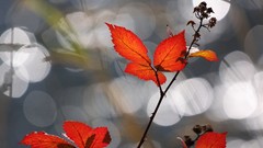 Leaves nature Plants