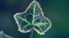 Leaves nature Plants