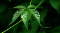 Leaves nature Plants