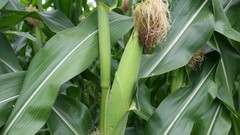 Leaves nature Plants