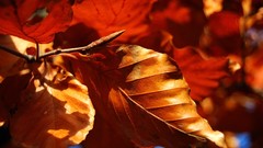 Leaves nature Plants