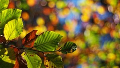 Leaves nature Plants