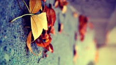 Leaves nature Plants