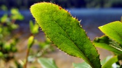 Leaves nature Plants