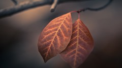 Leaves nature Plants