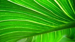 Leaves nature Plants