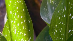 Leaves nature Plants