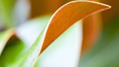 Leaves nature Plants