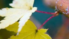 Leaves nature Plants