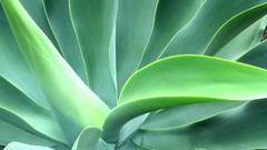 Leaves nature Plants