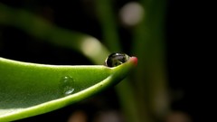 Leaves nature Plants