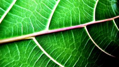Leaves nature Plants