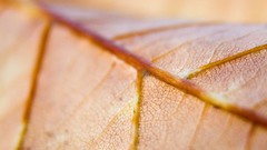 Leaves nature Plants