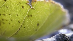 Leaves nature Plants