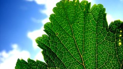 Leaves nature Plants