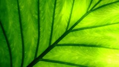 Leaves nature Plants