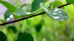 Leaves nature Plants