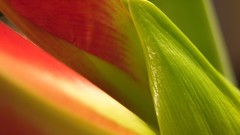 Leaves nature Plants