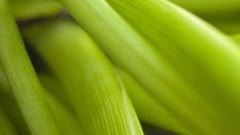 Leaves nature Plants