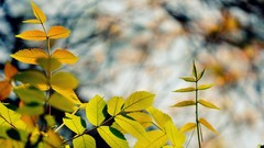 Leaves nature Plants