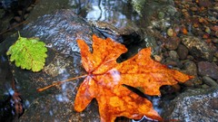 Leaves nature Plants