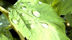 Leaves nature Plants