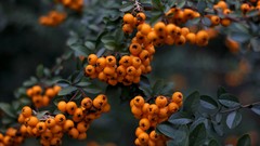 Leaves nature Plants Berries