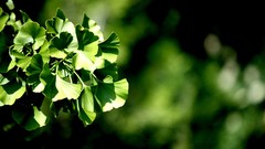Leaves nature Plants blurred background depth of field