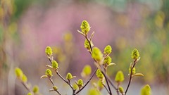 Leaves nature Plants bokeh depth of field