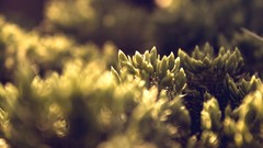 Leaves nature Plants bokeh flora depth of field