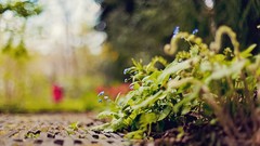 Leaves nature Plants bokeh ground depth of field