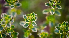 Leaves nature Plants depth of field Serissa