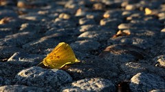 Leaves nature Plants fallen leaves