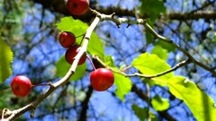 Leaves nature Plants fruit trees
