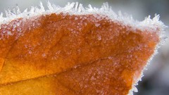 Leaves nature Plants ice crystals