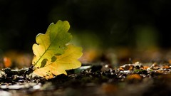 Leaves nature Plants leaf fallen leaves