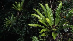 Leaves nature Plants national geographic