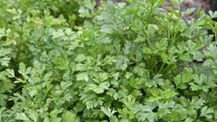 Leaves nature Plants parsley