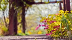 Leaves nature Plants pink flowers bokeh ground depth of field 