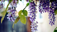 Leaves nature Plants purple flowers bokeh wisteria