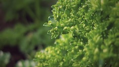 Leaves nature Plants shrubs bushes